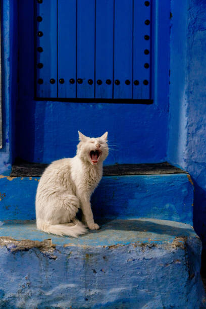 Fototapete Stray Cat Yawning in Chefchaouen, Morocco