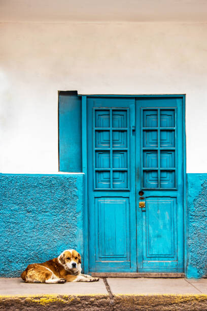 Fototapete VA106  dog keeping beside door