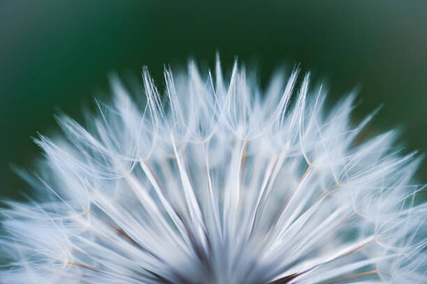 Fototapet Close up shot of dandelion flower