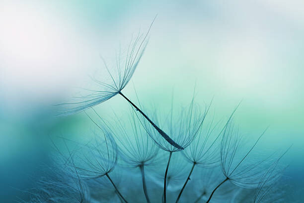 Fototapet Dandelion seed