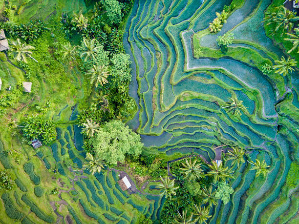Fototapeta Aerial view of Rice Terrace in Bali Indonesia