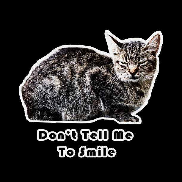 Fototapeta Angry Grumpy cat unhappy looking out