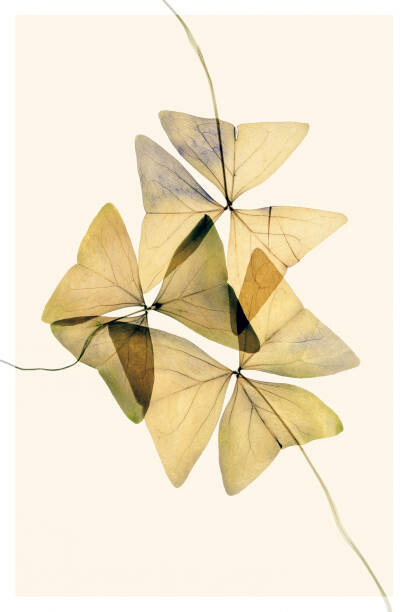 Fototapeta Beautiful dried flowers on yellow background