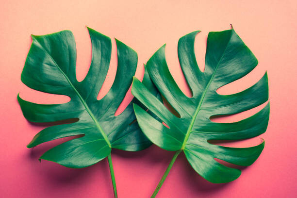 Fototapeta Beautiful monstera leaves  on colorful