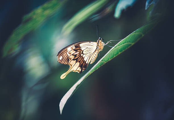 Fototapeta Butterfly On Green Leaf