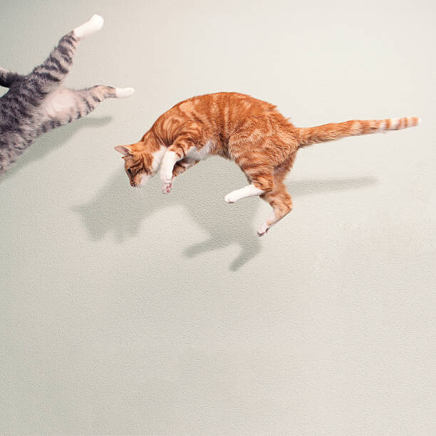 Fototapeta Cats in mid air against white wall