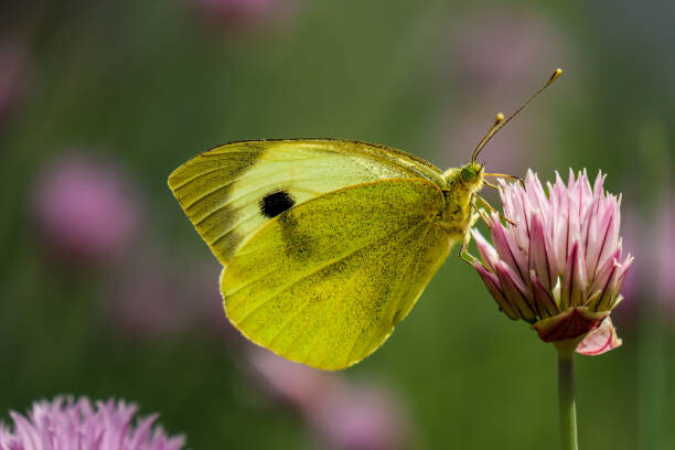 Fototapeta Close-up of butterfly pollinating on pink