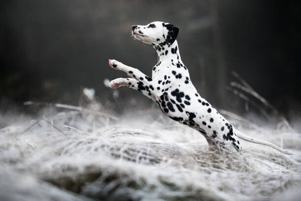 Fototapeta Close-up of dalmatian dog running on field,Poland