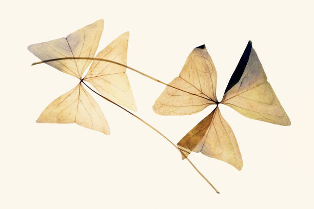 Fototapeta Clover leaves dried pressed flowers