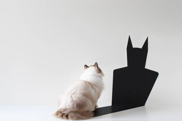 Fototapeta Conceptual ragdoll cat looking at bat shadow