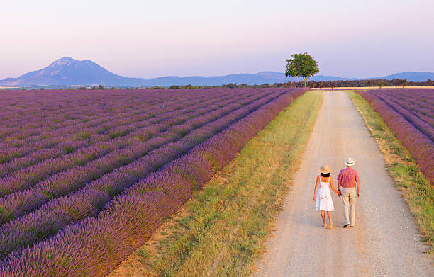 Fototapeta Couple walking on roadway between lavender fields