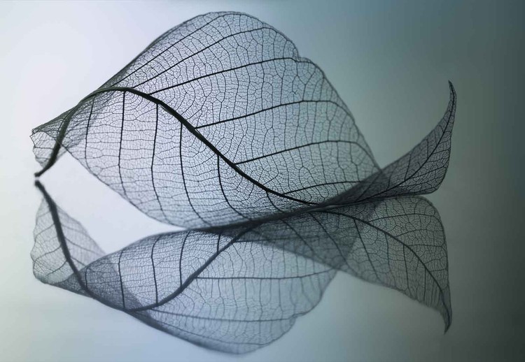 Fototapeta Curvaceousness