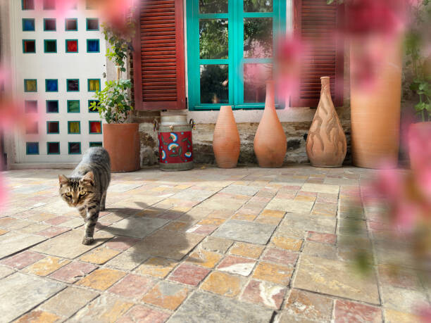 Fototapeta Cute domestic cat by house front door