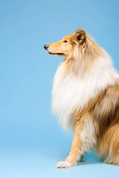 Fototapeta Cute Rough Collie dog on blue background