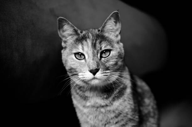 Fototapeta Domestic cat looking at camera