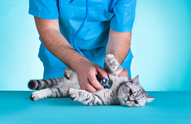 Fototapeta Domestic Cat Medical Exam