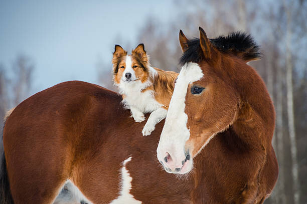 Fototapeta Draft horse and red border collie dog