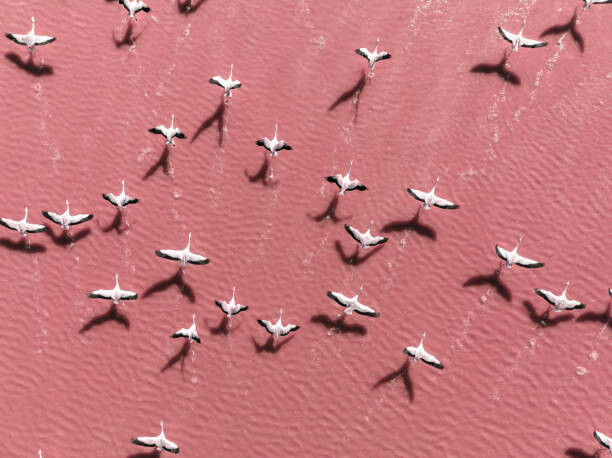 Fototapeta Drone image close to flamingos flying