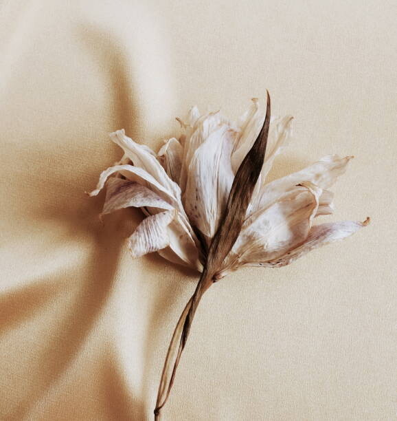 Fototapeta dry flower lily close up on beige silk  background . macro flower.Minimal floral card. Fine art poster