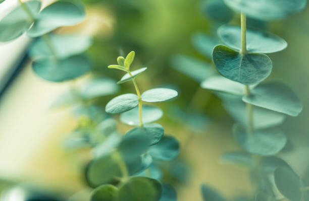 Fototapeta Eucalyptus