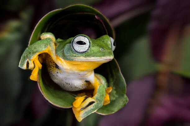 Fototapeta Flying Tree Frog