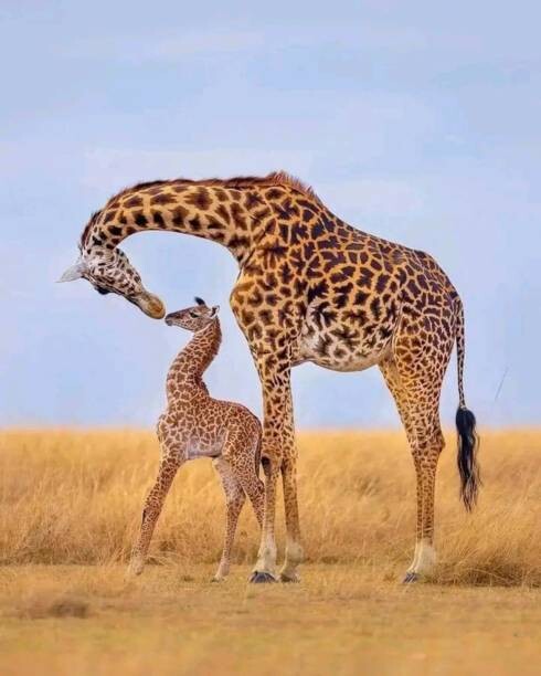 Fototapeta Giraffes