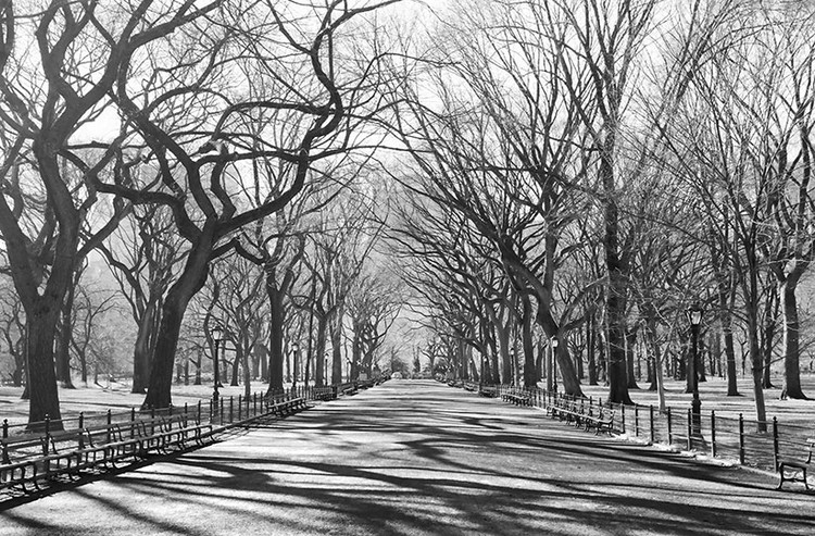 Fototapeta HENRI SILBERMAN - poet's walk