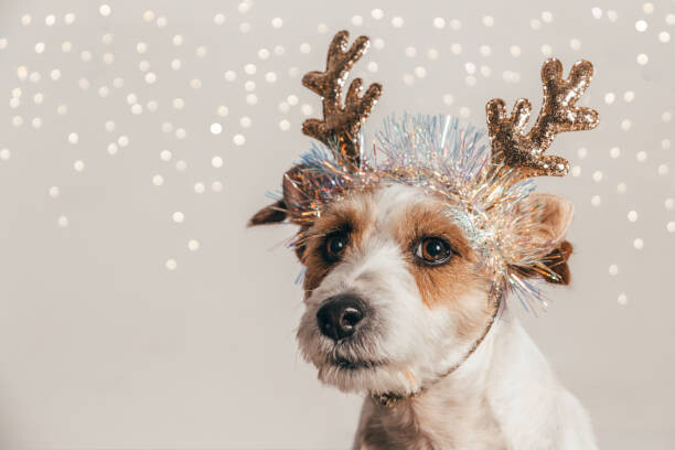 Fototapeta Jack Russell dog wearing reindeer antlers