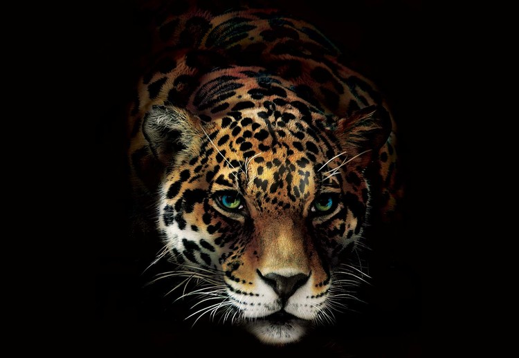 Fototapeta Jaguar