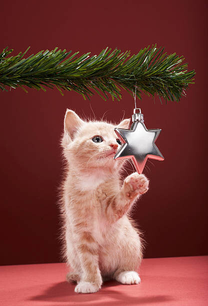 Fototapeta Kitten pawing Christmas decoration on tree