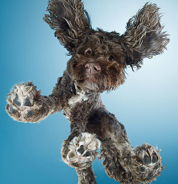 Fototapeta Labradoodle dog dancing