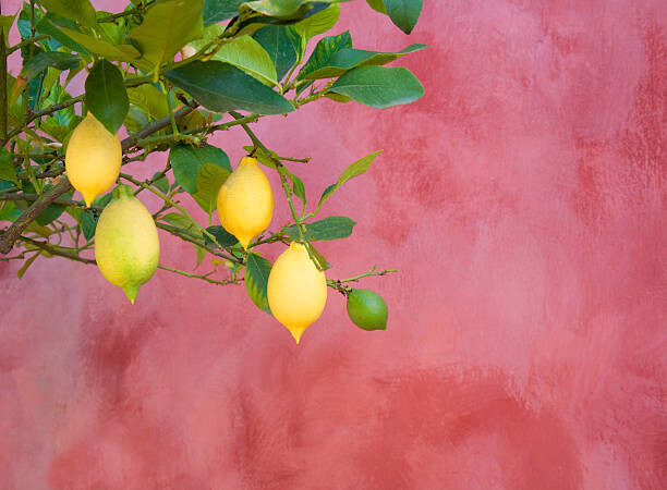 Fototapeta lemon tree near red wall