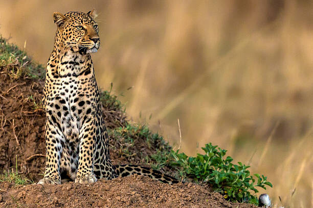 Fototapeta Leopard scanning the area