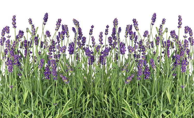 Fototapeta Levandule