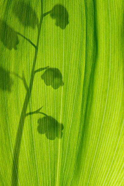 Fototapeta Lily of the valley, silhouette