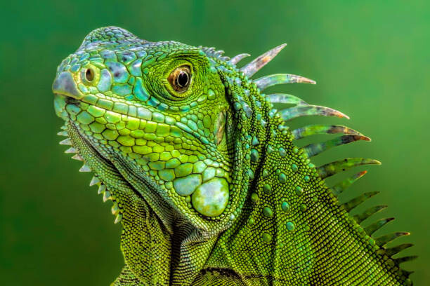 Fototapeta Lizard 3