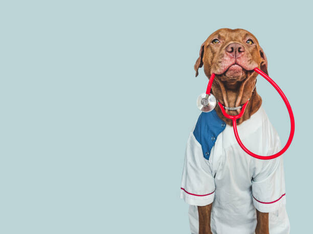 Fototapeta Lovable, pretty puppy, wearing a doctor's coat