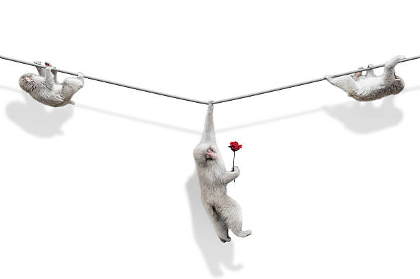 Fototapeta male monkey is rejected by a female monkey