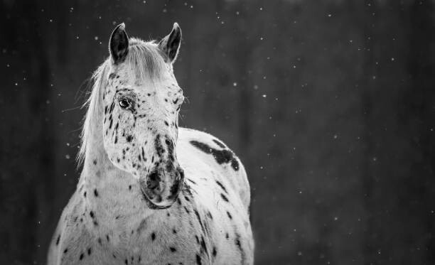 Fototapeta Midnight Snow