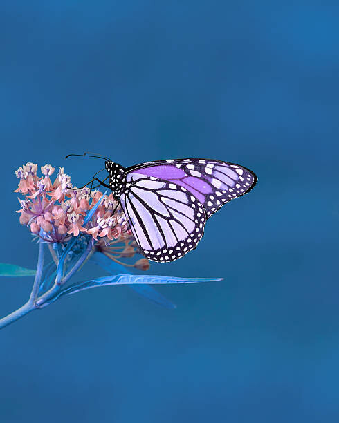 Fototapeta More Nature in Blues