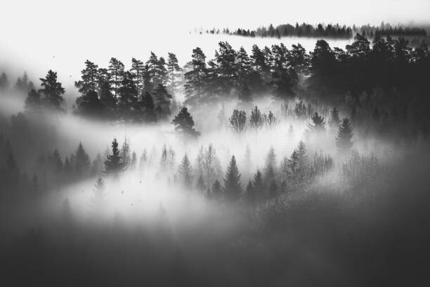 Fototapeta Mysterious forest in fog at sunrise, monochrome