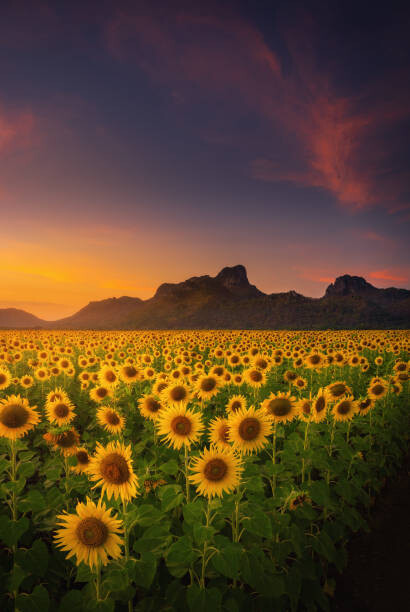 Fototapeta Natural Landscape Scenery Agriculture Field of