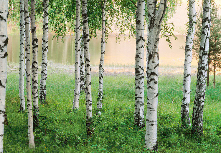 Fototapeta NORDIC FOREST