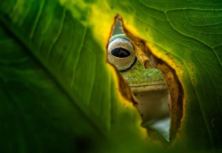 Fototapeta Peeking Frog