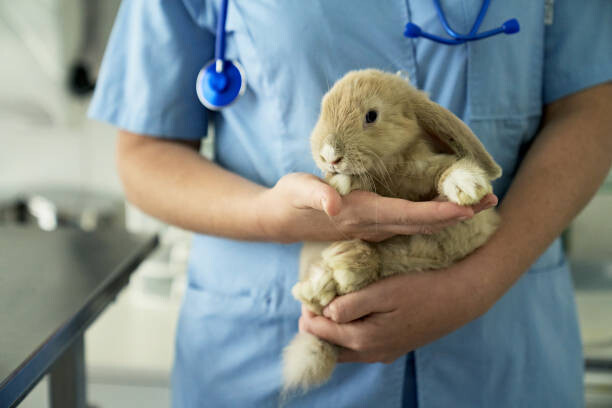 Fototapeta Pet Rabbit Getting Annual Check-Up at