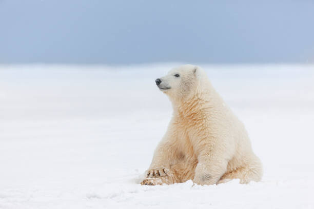 Fototapeta Polar bear cub in the snow