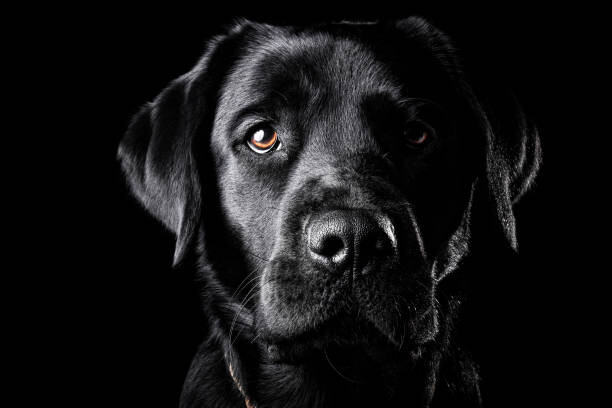 Fototapeta Portrait of a black Labrador.