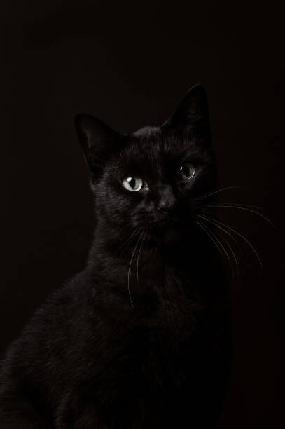Fototapeta Portrait of black cat