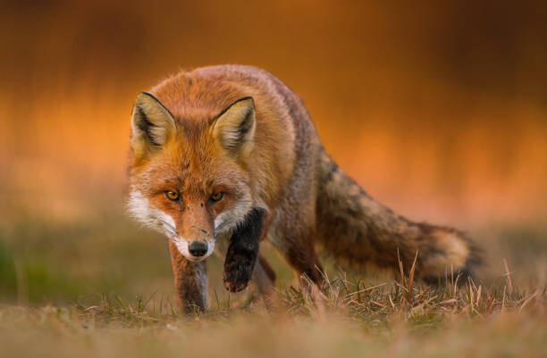 Fototapeta Portrait of red fox standing on grassy field