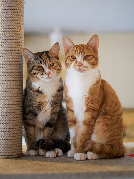 Fototapeta Portrait of Two Young Cats